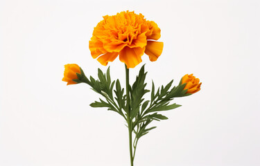 Orange marigold flower isolated on a white background