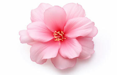 Pink rose flowers in a. floral arrangement isolated on a white background