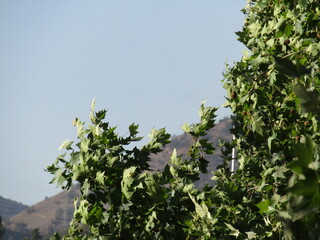 Arboles 