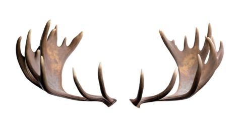 Moose antlers isolated cutout on transparent