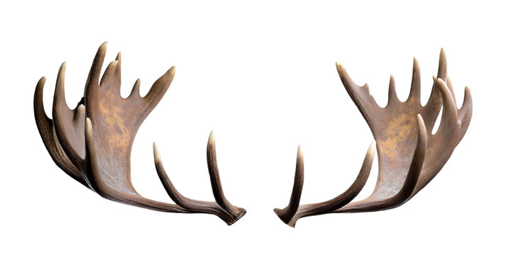 Moose antlers isolated cutout on transparent