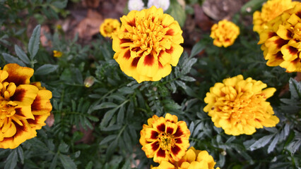 yellow flowers in the garden