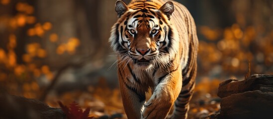 A nature wandering tiger - obrazy, fototapety, plakaty