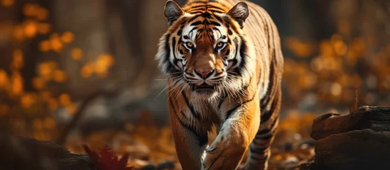 Stoff pro Meter A nature wandering tiger © 2rogan