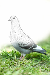 Beautiful dove on green grass, combination of photo and sketch