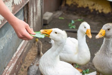 Geese and ducks, gray and white, are bred in the village. High quality photo