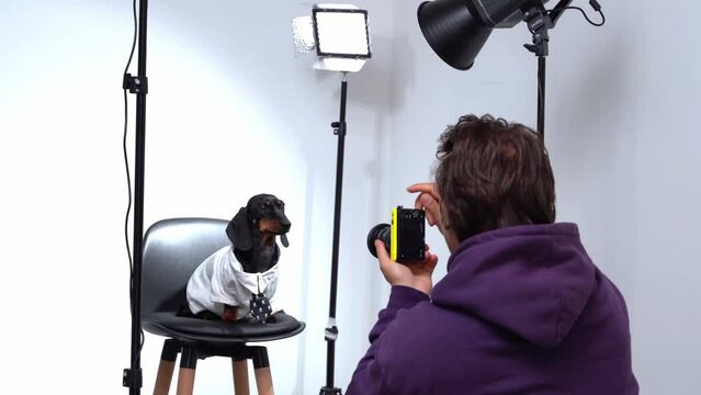 Animal photographer takes picture of dachshund dog in strict white shirt, tie on camera in studio, using hands to control model behavior, correcting pose Passport photo parody Pet in light of lanterns