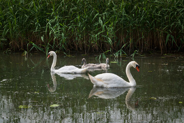 A pair of swans with two baby swans in a small pond on a summer day, Curonian Lagoon, Kaliningrad region, Russia
