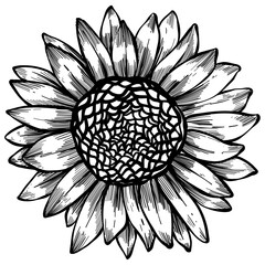 Sunflower handdrawn illustration
