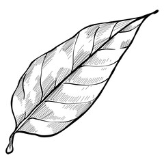 Lemon leaves handdrawn illustration