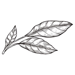 Leaf handdrawn illustration