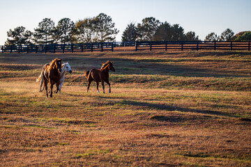 horses running on farm