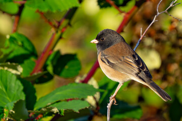 Dark-Eyed Junco Bird perched in Blackberry Bramble