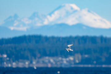 Bonaparte's Gull flies over Puget Sound with Glacier Peak Backdrop