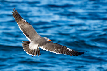 Heerman's Gull in flight over bright blue water