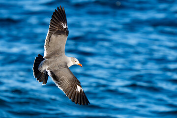 Heerman's Gull in flight over bright blue water