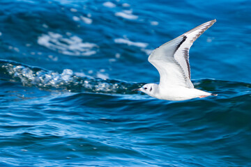 Naklejka premium Bonaparte's Gull in flight over bright blue water