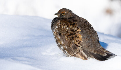 Sooty Grouse Portrait in Winter Snow