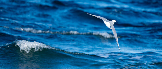 Bonaparte's Gull in flight over bright blue water
