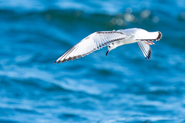 Bonaparte's Gull in flight over bright blue water