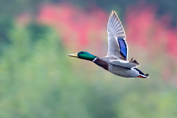Mallard Drake Duck flies by autumn colored trees