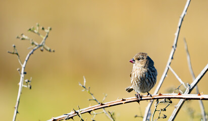 Peaceful House Finch get-together in blackberry brambles