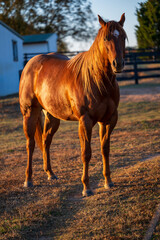horses running on farm