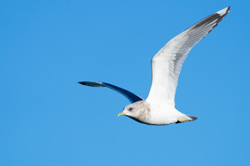 Short-Billed Gull in flight over bright blue water