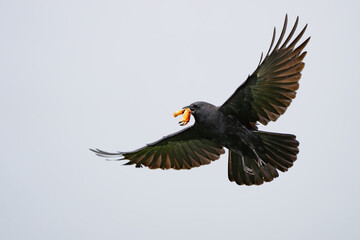 American Crow in flight with crab claw morsel