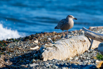 Immature Glaucous-Winged Gull on driftwood