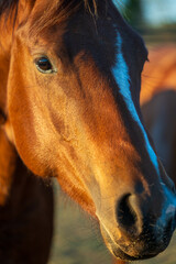 horses running on farm
