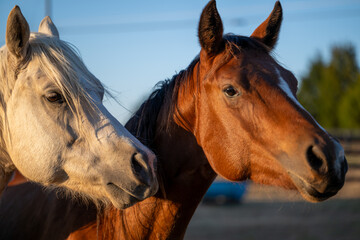 horses running on farm