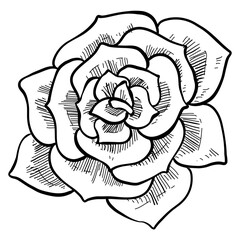 Rose plant handdrawn illustration