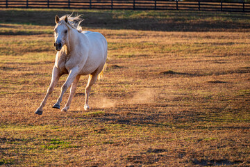 White horse running on farm
