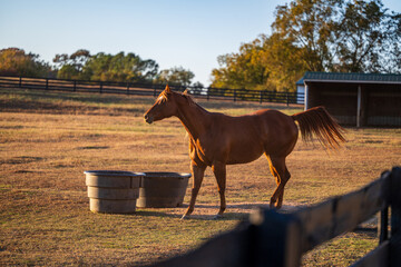 horses running on farm