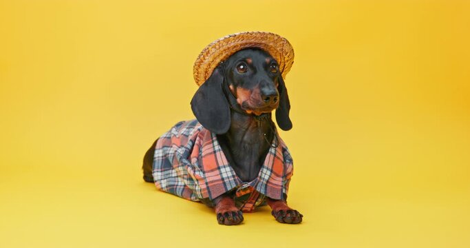 Funny dachshund dog in straw hat, plaid shirt lies on yellow background, looks stubbornly, persistently knocks with paw Spoiled child hysterical whim on floor demand buy Pet advertising clothing