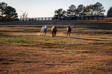 horses running on farm
