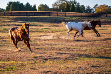 horses running on farm