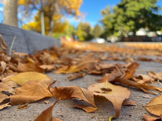 Close up of Fall Leaves in the Gutter or on the Street