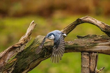 White Breasted Nuthatch flying