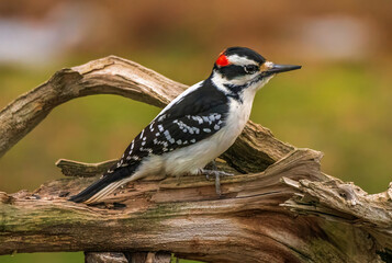Hairy woodpecker perched on a branch
