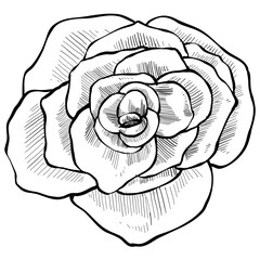 rose petals handdrawn illustration