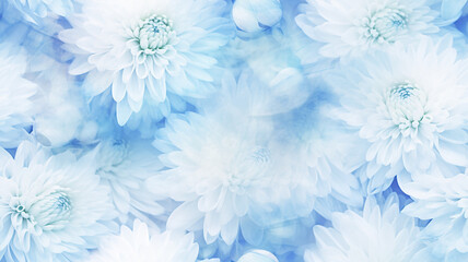 Fototapeta na wymiar delicate light background flowers blue and white chrysanthemums, abstract realistic flower petals, soft color pastel