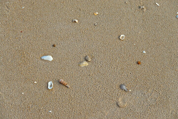 Surface small seashells on the sand beach.