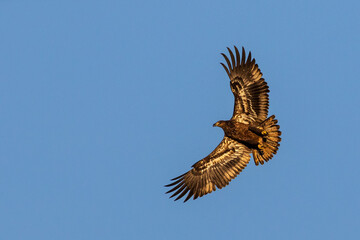 Juvenile Bald Eagle Flying over Conowingo Dam