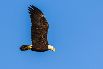 Bald Eagle Flying over Conowingo Dam in the Late Afternoon Fall Light