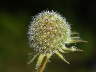 The seed of Knautia macedonia macedonian scabious plant on dark background