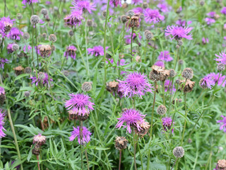 Group of pink centaurea cornflower flowers growing in a garden