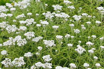 western pearly everlasting Anaphalis margaritacea flowering in a field
