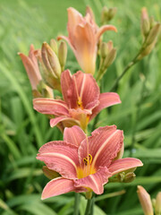 Obraz na płótnie Canvas Pink striped lilies flowering in a garden